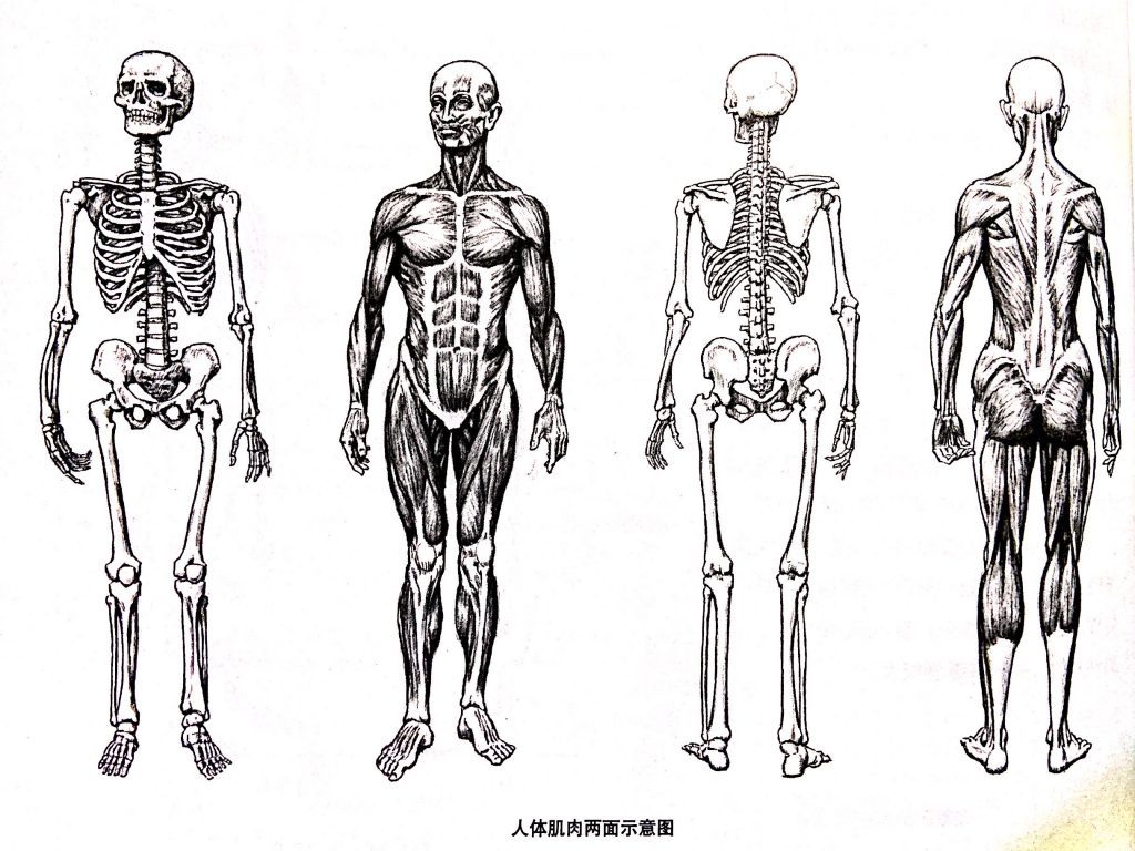 人体解剖的一点知识美术培训班小知识 极典美育